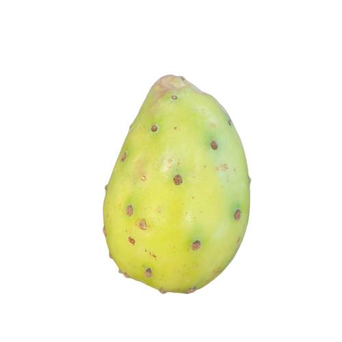 FIGUIER DE BARBARIE OPUNTIA À L'UNITÉ 4255